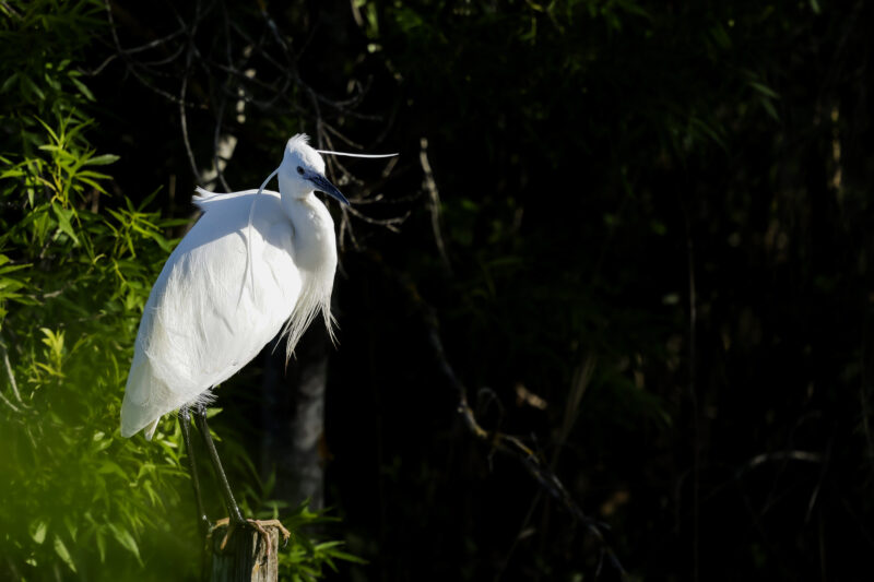 Aigrette garzette